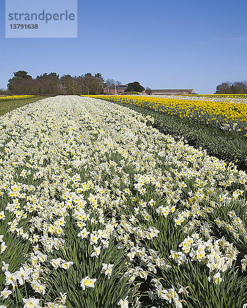 Feld mit kultivierten Narzissen  in der Nähe von Happisburgh  Norfolk  England