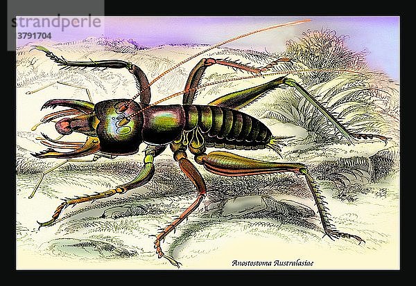 Insekt: Anostostoma Australasiae 1840
