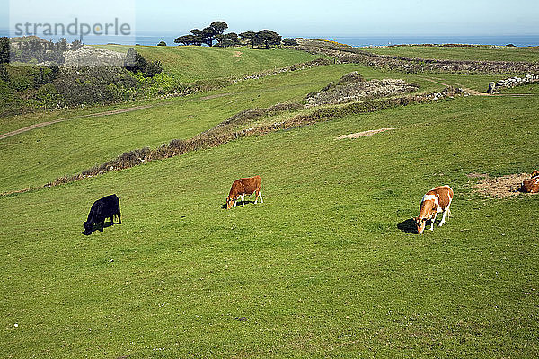 Rinder grasen auf einer Wiese auf der Insel Herm  Kanalinseln  Großbritannien