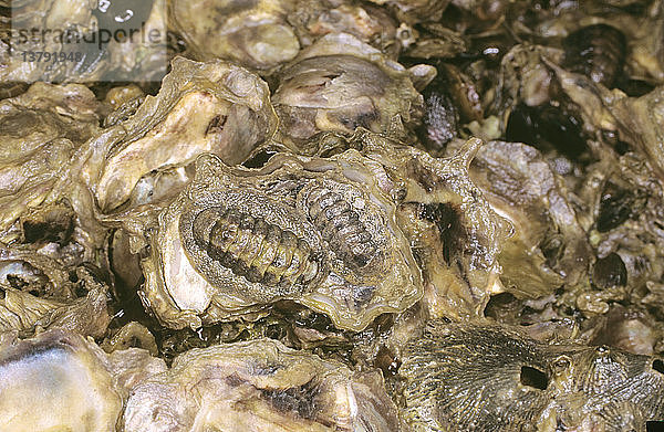 Chitons (Acanthopleura curtisiana)  die nachts den Algenfilm auf den Austern der Gezeitenfelsen abweiden. Tagsüber verstecken sie sich in Felsspalten. Darwin  Nordterritorium  Australien