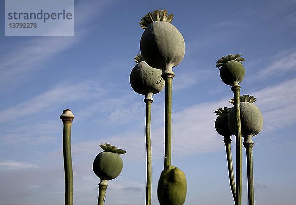 Samenköpfe einer Mohnpflanze vor blauem Himmel