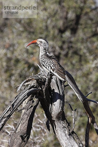 Madikwe-Wildreservat  Safari  Südlicher Gelbhornvogel (Tockus leucomelas)  Südafrika.