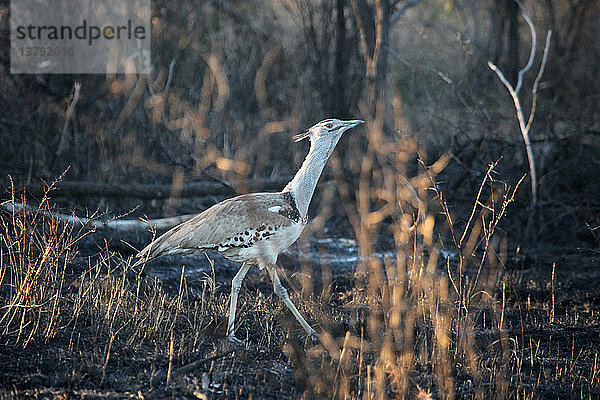 Madikwe-Wildreservat