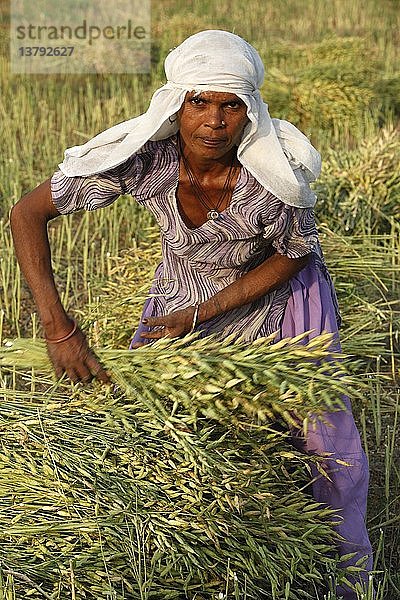 Senfpflanzenernte  Indien