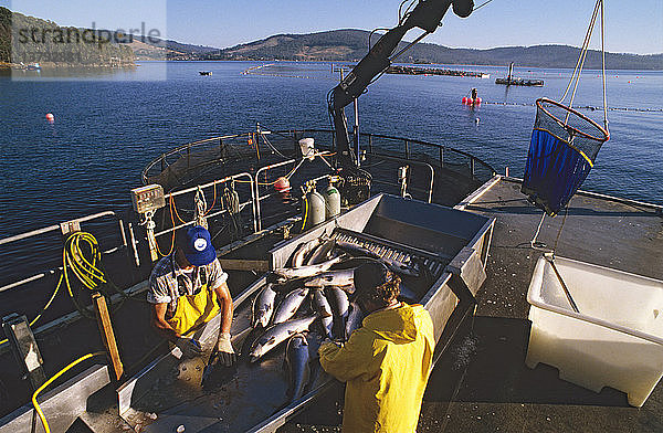Verarbeitung von Lachs in einer Fischzucht  Dover  Tasmanien  Australien