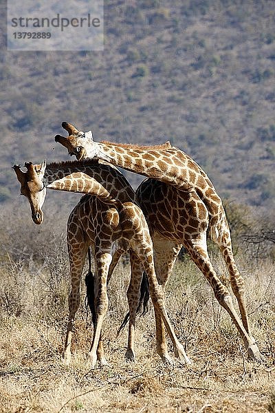 Madikwe Wildreservat  Safari  Giraffen  Südafrika.