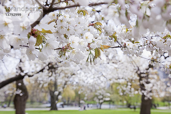 Kirschblüten im Boston Public Garden  Boston  Massachusetts  USA