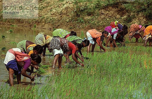Frauen bei der Neuanpflanzung von Reis in Tamil Nadu  Indien