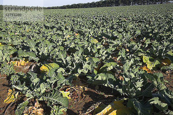 Blumenkohlfeld in East Anglia  Butley  Suffolk  England