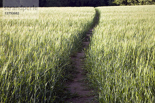 Fußweg durch ein Gerstenfeld  Shottisham  Suffolk  England