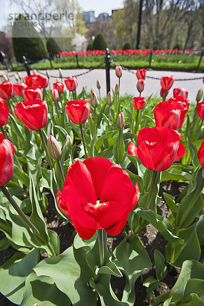 Rote Tulpen im Boston Public Garden  Boston  Massachusetts  USA