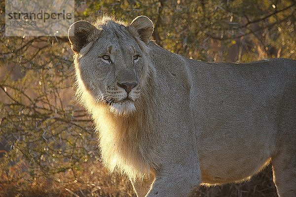Madikwe Wildreservat  Safari  Löwe  Südafrika.