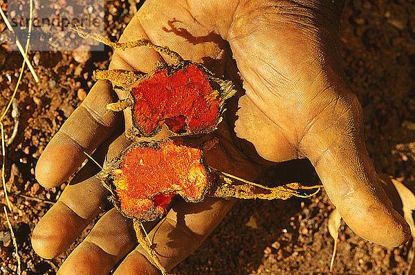 Scharlachrote Blutwurz-Wurzeln  Quelle des Aborigine-Farbstoffs  Top End  Northern Territory  Australien