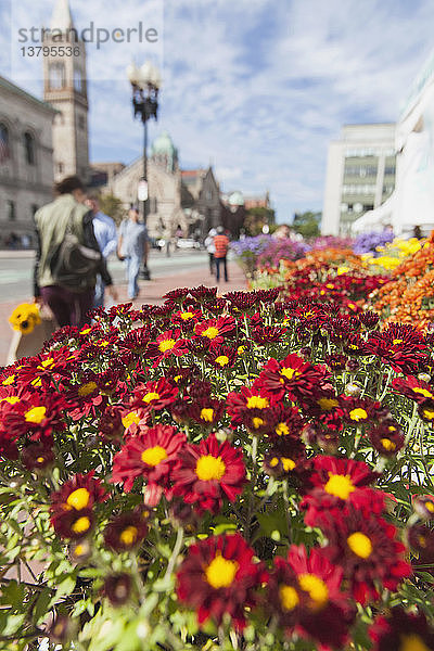 Gänseblümchen zu verkaufen auf dem Freiluftmarkt  Copley Square  Dartmouth Street  Back Bay  Boston  Massachusetts  USA