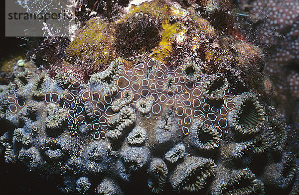 Plattwürmer (Waminoa sp.)  eine Gruppe dieser winzigen Kommensalen mit einem weißen Ring am Rand  die auf Palythoa zoanthid Anemonen leben. Tulamben  Bali  Indonesien