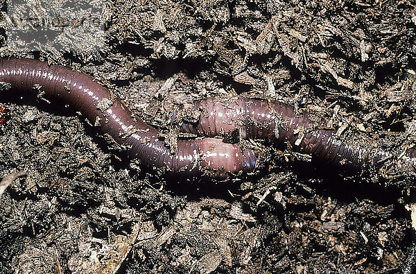 Squirter-Regenwürmer  Didymogaster sylvaticus  Paarung  New South Wales  Australien