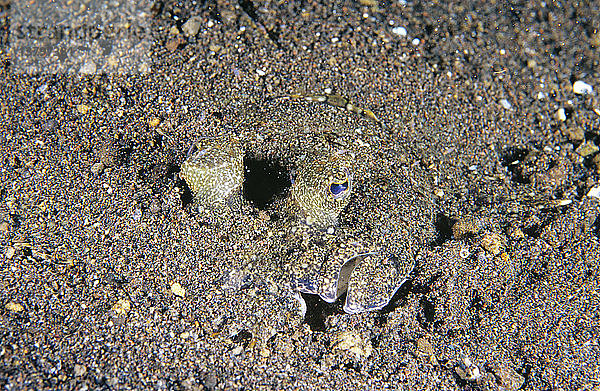 Flunder (Asterorhombus intermedius)  Augen und Maul sichtbar  da der Fisch teilweise im Sand vergraben liegt. Tulamben  Bali  Indonesien