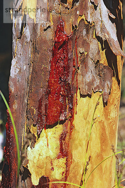 Sydney Red Gum  blutartiger Saft  der aus der Rinde von Laubbäumen sickert  Expedition Range  Zentral-Queensland  Australien