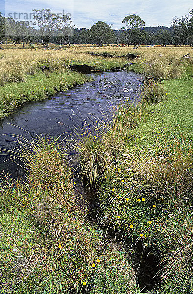 Gummi River  nahe dem Quellgebiet des Manning River im nördlichen Teil des Parks  Barrington Tops National Park  New South Wales  Australien