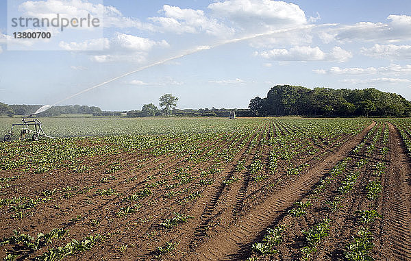 Bewässerungswassersprühung auf Zuckerrübenfeldern  Iken  Suffolk  England