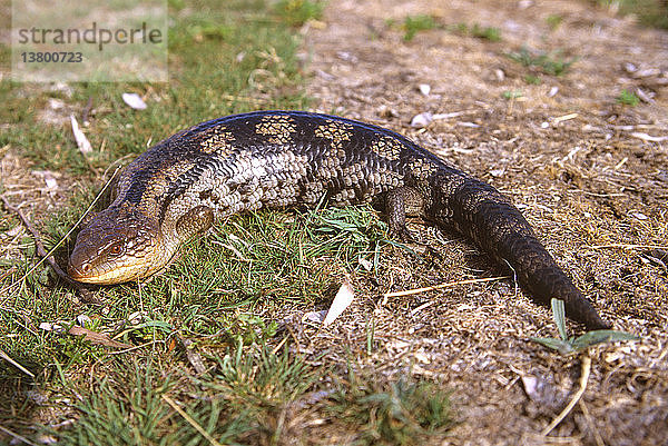 Gepunktete Blauzungeneidechse (Tiliqua nigrolutea)  die größte Eidechse dieses Inselstaates  sonnt sich am späten Nachmittag im Frühsommer. Eaglehawk Neck  Tasmanien  Australien