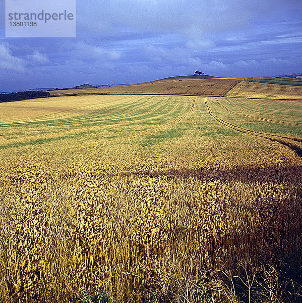 Getreideanbau im Hochland der Downs in Wiltshire  England