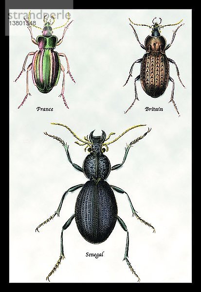Käfer von Senegal  Großbritannien und Frankreich #1 1830