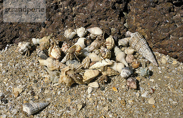 Australische Landeinsiedlerkrebse  Coenobita variabilis  Gruppe am Strand  Aasfresser bei Ebbe  Darwin  Northern Territory  Australien