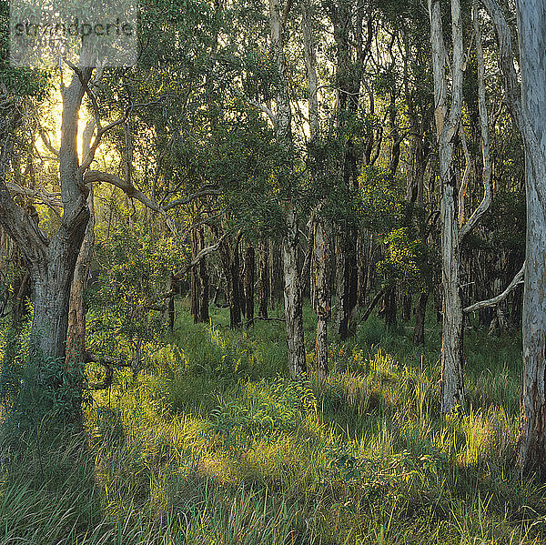 Sumpf-Papierrinde im Sumpfwald  bei Woodburn  Nordküste von New South Wales  Australien