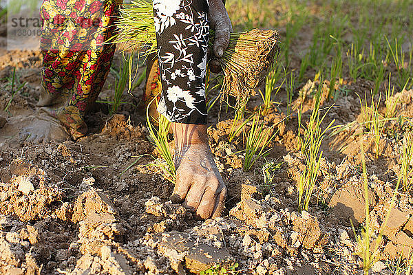 Frau pflanzt Reis in Kambodscha