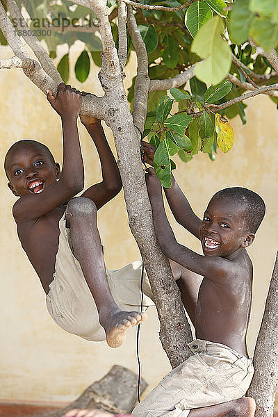 Zwei Jungen spielen auf einem Baum