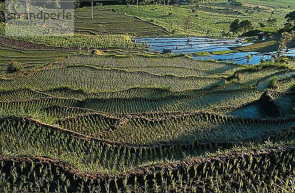 Reisfelder  Indonesien.
