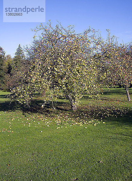 Apfelbaum in einem Obstgarten  der im Herbst Äpfel abwirft  Suffolk  England