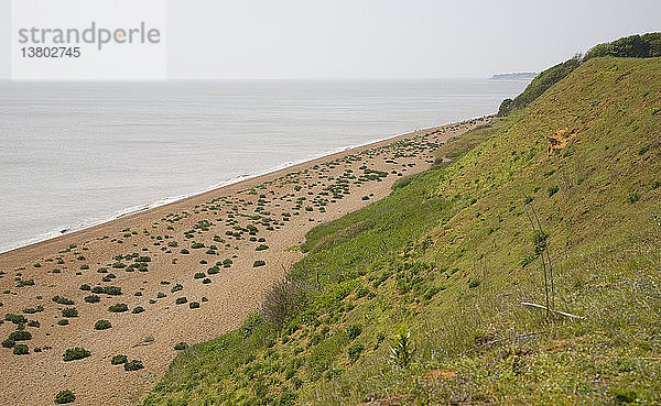 Meerkohl auf einem bewachsenen Kiesstrand bei Bawdsey  Suffolk  England