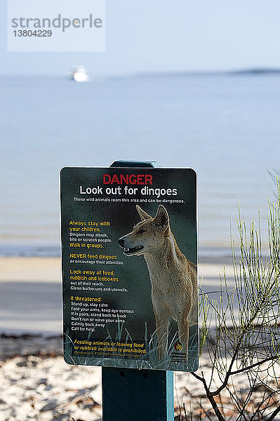 Der Dingo von Fraser Island  Fraser Island  Queensland  Australien