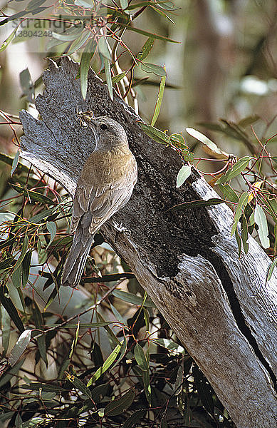 Graubrustwürger  Colluricincla harmonica  Weibchen bringt Insekten für die Küken  die tief in einem abgebrochenen Baumstumpf versteckt sind  Südaustralien