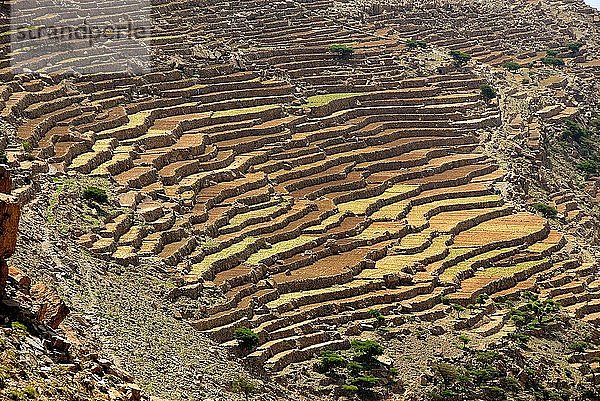 Terrassenfelder in Halmlam   Halmlam  Jemen.