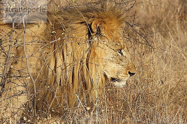 Madikwe Wildreservat  Safari  Löwe  Südafrika.