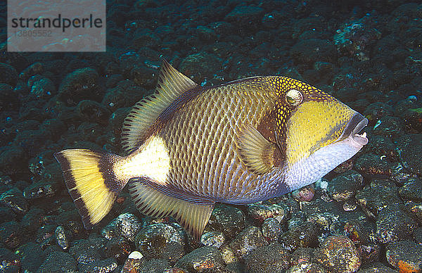 Titan-Drückerfisch (Balistoides viridescens). Ein großer Fisch  bis zu 75 cm  der extrem territorial ist und alle Eindringlinge angreift. Tulamben  Bali  Indonesien