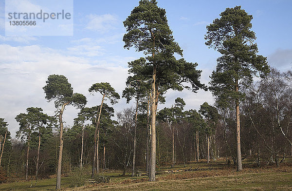 Nadelbäume in der Heide von Suffolk Sandlings im Winter  Shottisham  Suffolk  England