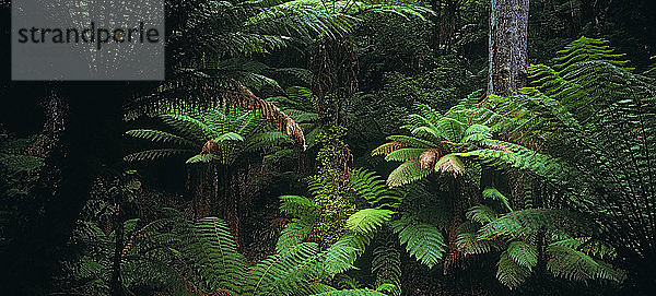 Maxwell's Flora Reserve Nadgee State Forest in der Nähe von Eden  an der Südküste von New South Wales  Australien