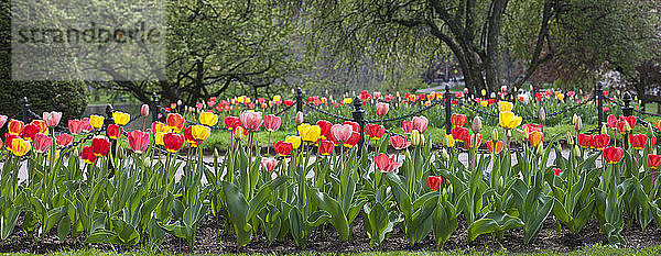 Tulpen und Spazierweg im Boston Public Garden  Boston  Massachusetts  USA