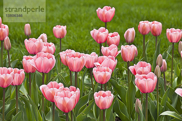 Rosa Tulpen im Boston Public Garden  Boston  Massachusetts  USA