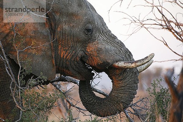 Madikwe Wildreservat  Safari  Afrikanischer Elefant  Madikwe  Südafrika.