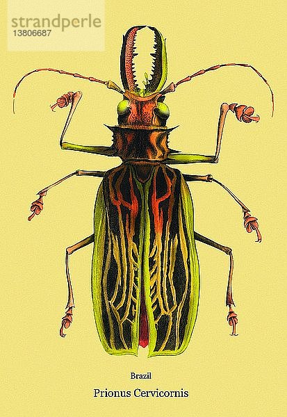 Käfer: Brasilianischer Prionus Cervicornis #2 1830