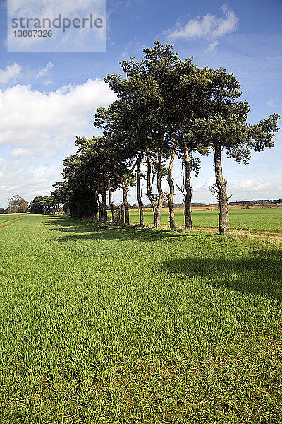 Kiefern als uralte Feldbegrenzungszeichen  Shottisham  Suffolk  England