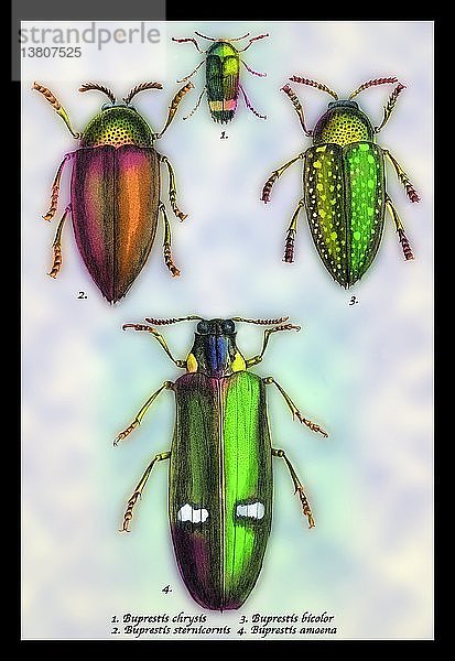 Käfer: Buprestis Chrysis B. Sternicornis  et al. #1 1830