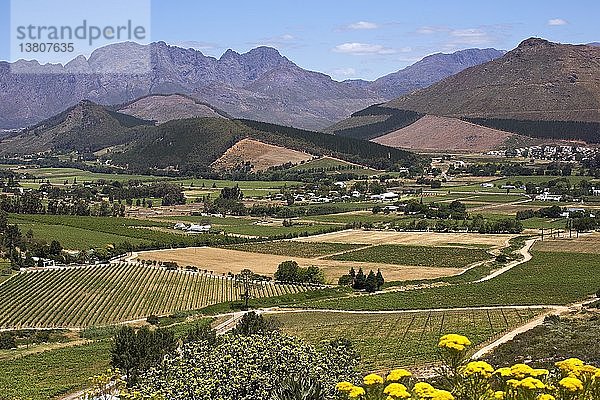 Weinberge