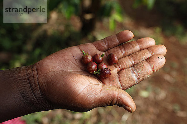 Janet Karimi  die Kaffeebohnen zeigt  ist seit 2007 Kundin der KWFT-Mikrofinanzierung