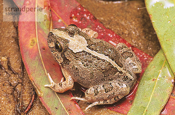 Ornate burrowing frog on Coolibah leaf  Goonderoo Bush Heritage Reserve  nahe Emerald  Queensland  Australien